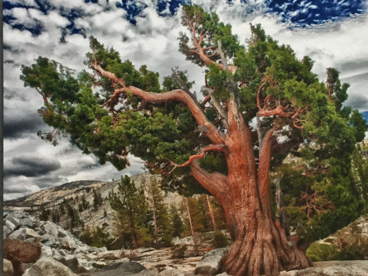 Сосна остистая (Pinus longaeva)