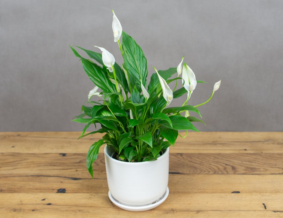 Спатифиллум (Spathiphyllum)