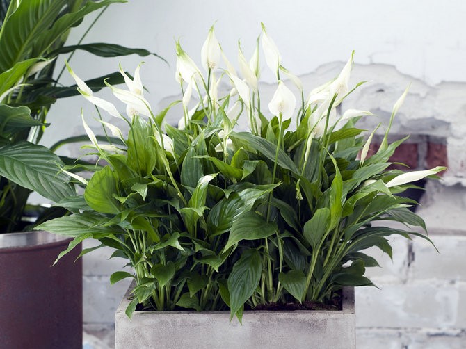 Спатифиллум (Spathiphyllum)