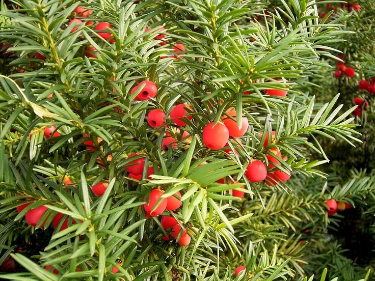Тис ягодный (Taxus baccata)