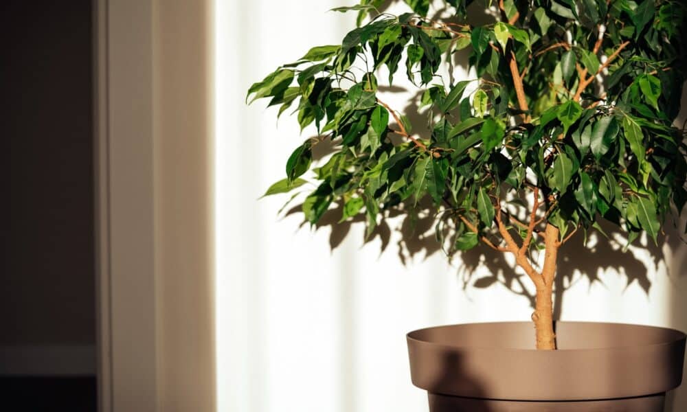 Фикус Бенджамина (Ficus benjamina)