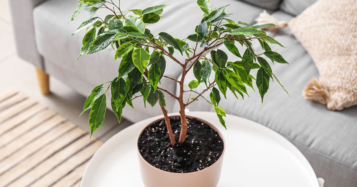 Фикус Бенджамина (Ficus benjamina)