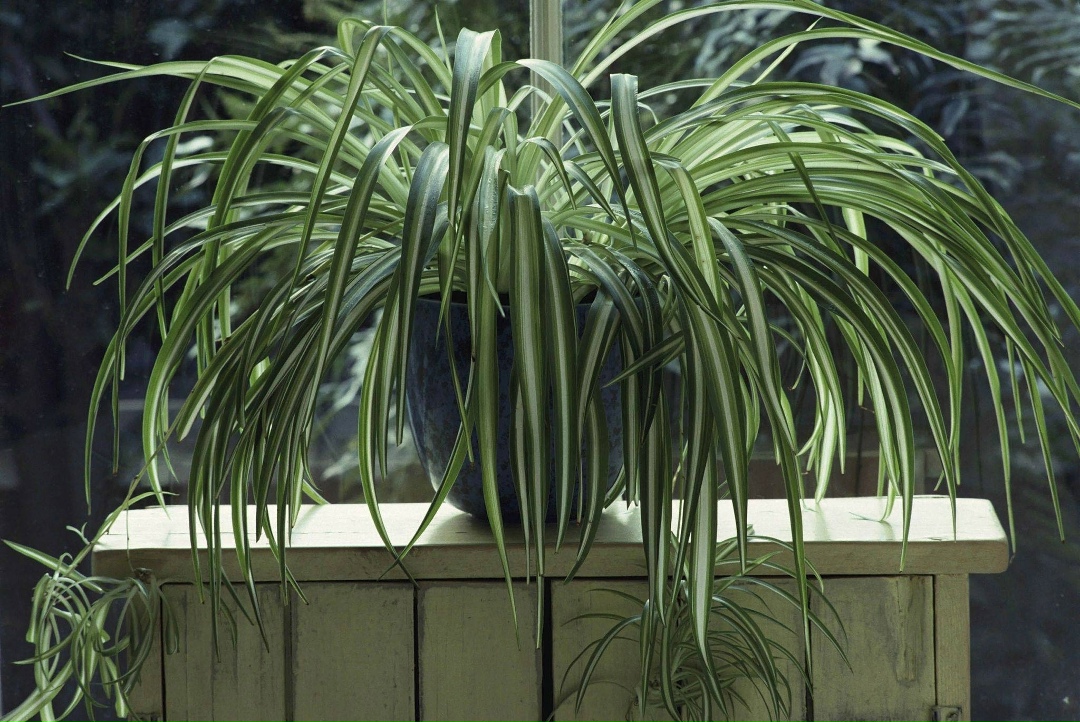 Хлорофитум хохлатый (Chlorophytum comosum)