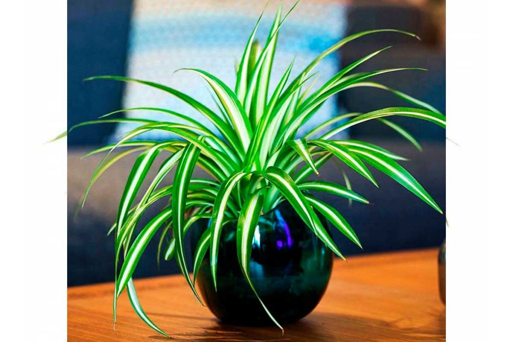 Хлорофитум (Chlorophytum comosum)