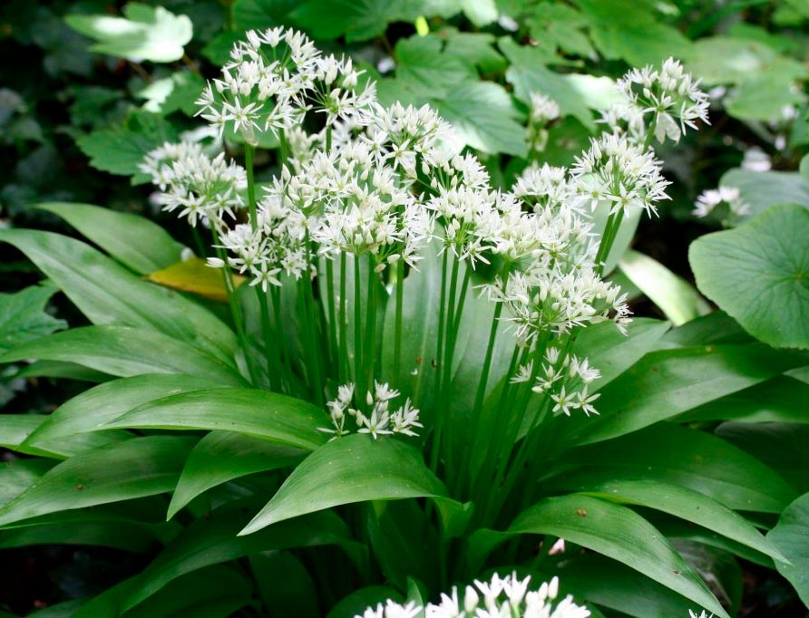 Чеснок медвежий (Allium ursinum)