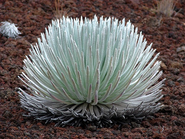 Шелковая подушка (Silversword)