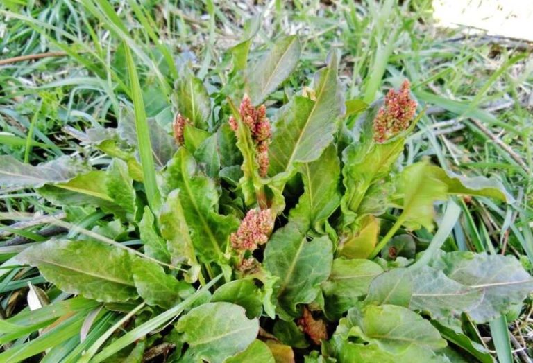 Щавель обыкновенный (Rumex acetosa)