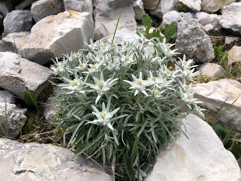 Эдельвейс альпийский (Leontopodium alpinum)