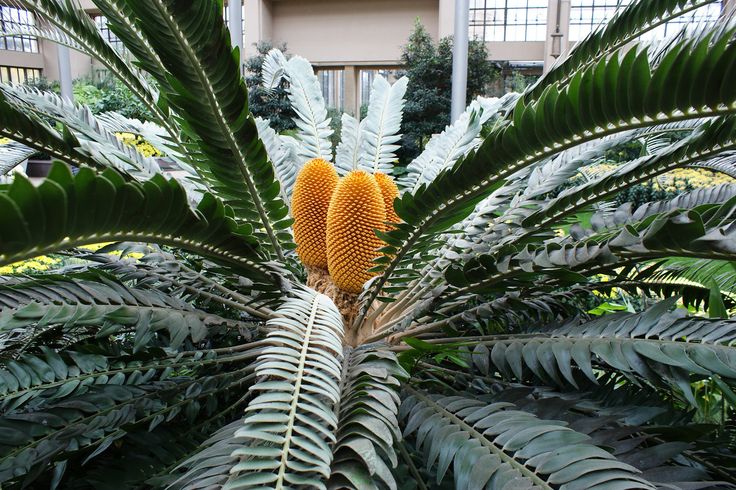 Энцефалярт Вудса (Encephalartos woodii)