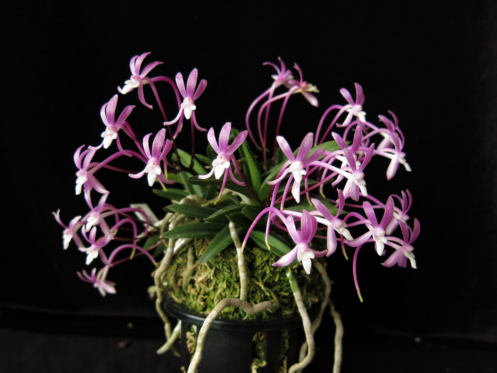 Японская синяя орхидея (Neofinetia falcata)