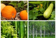 Топ 10 самых быстрорастущих растений