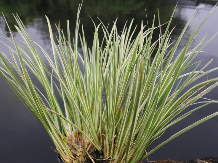 Аир карликовый (Acorus gramineus 'Minimus')