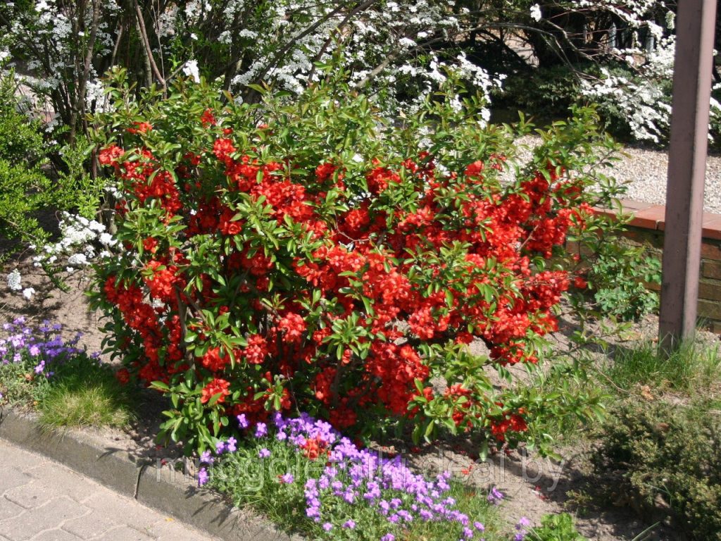 Айва японская (Chaenomeles japonica)