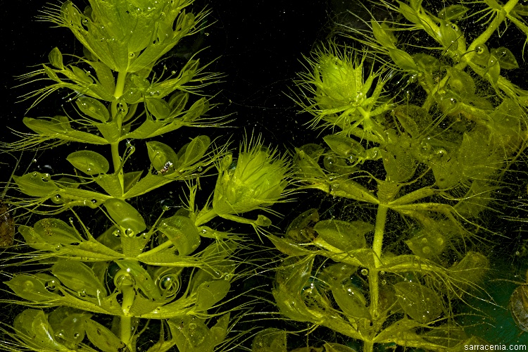Альдрованда пузырчатая (Aldrovanda vesiculosa)
