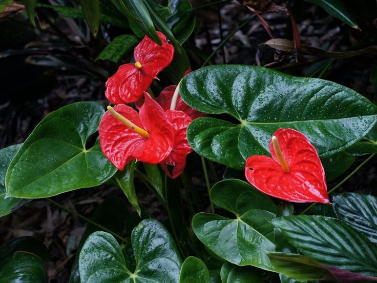 Антуриум (Anthurium andreanum)