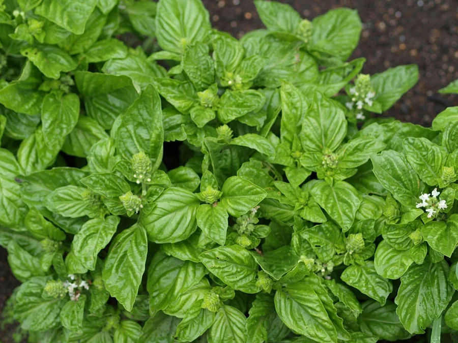 Базилик (Ocimum basilicum)