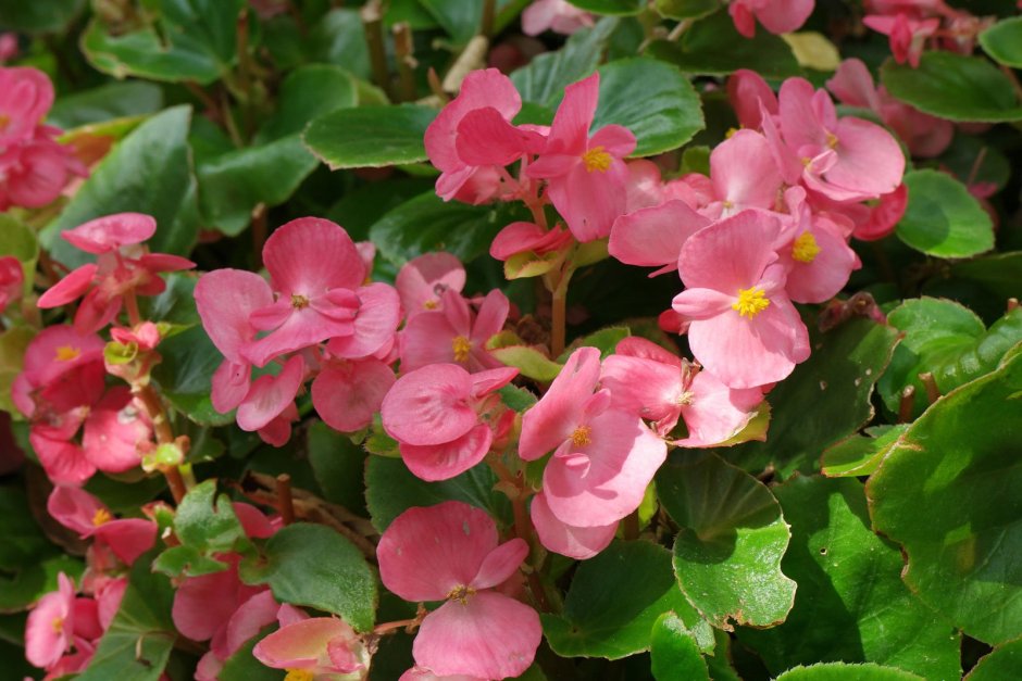 Бегония вечноцветущая (Begonia semperflorens)
