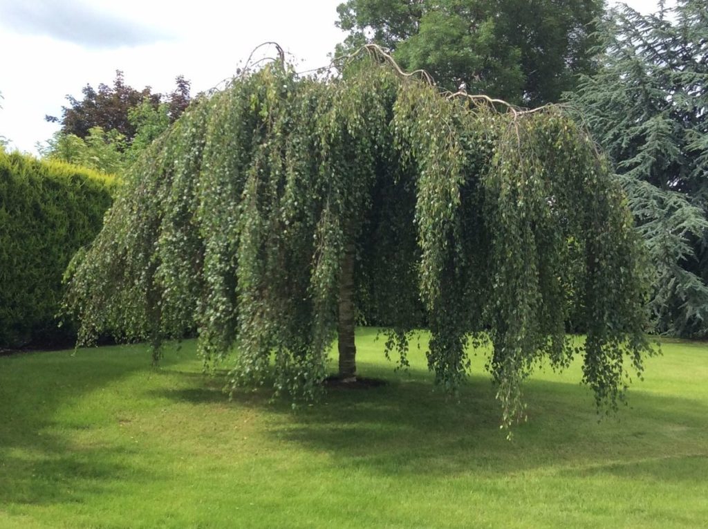 Берёза повислая (Betula pendula)