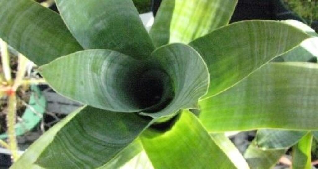 Брокиния редуцированная (Brocchinia reducta)