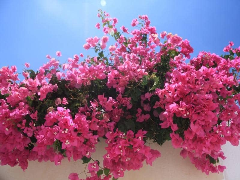Бугенвиллея (Bougainvillea)
