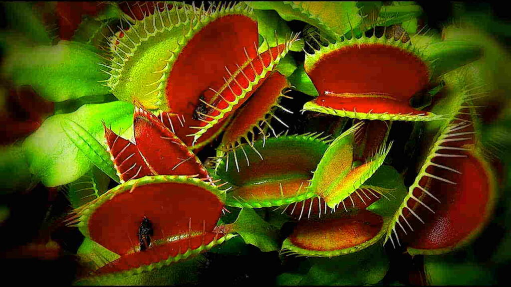 Венерина мухоловка (Dionaea muscipula)