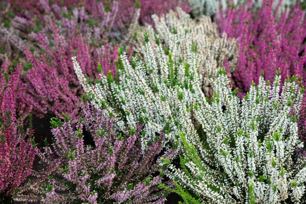 Вереск обыкновенный (Calluna vulgaris)