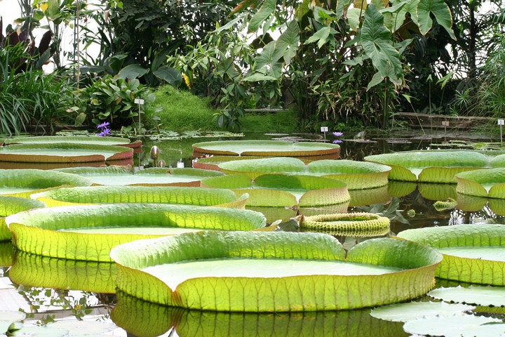 Виктория амазонская (Victoria amazonica)