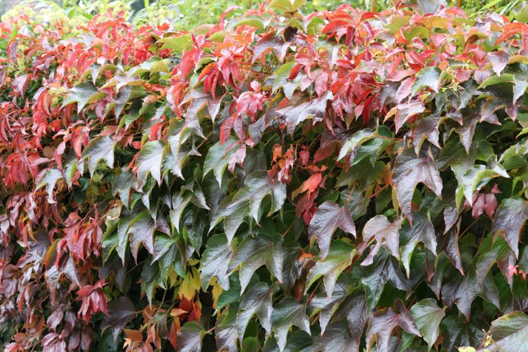 Виноград девичий (Parthenocissus quinquefolia)