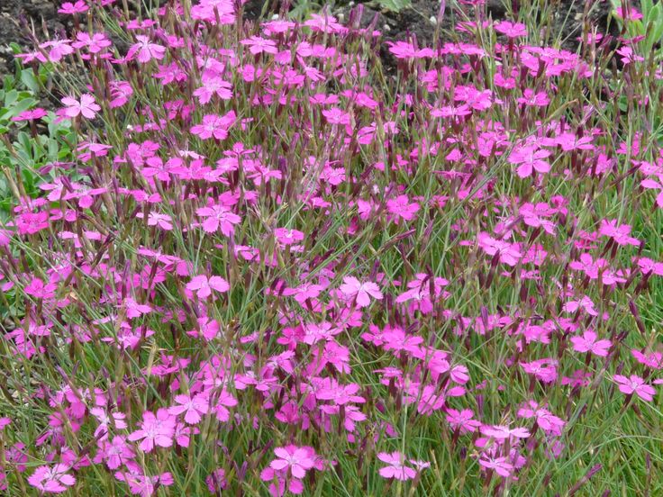 Гвоздика травянка (Dianthus deltoides)