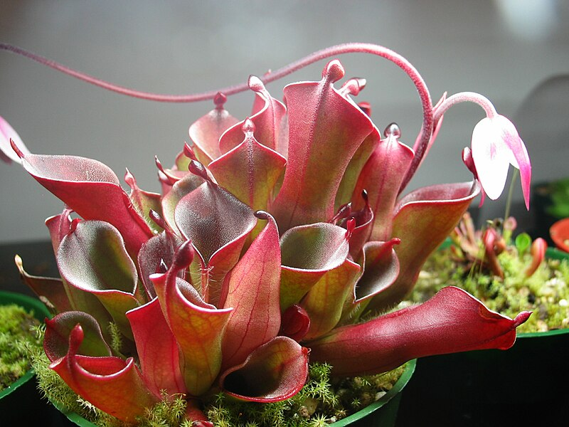 Гелиамфора (Heliamphora)