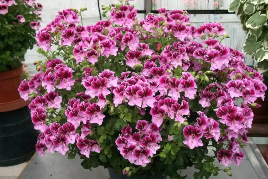 Герань (Pelargonium)
