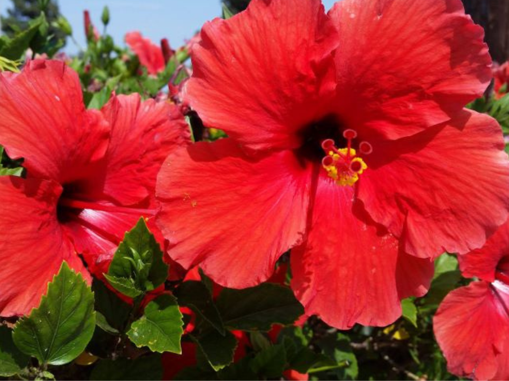 Гибискус китайский (Hibiscus rosa-sinensis)