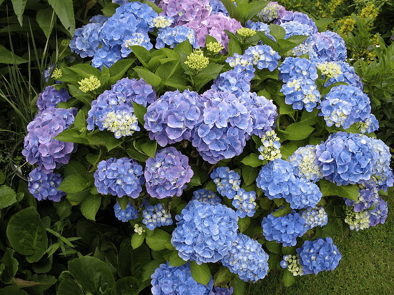 Гортензия (Hydrangea)