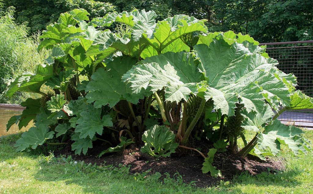 Гуннера (Gunnera manicata)