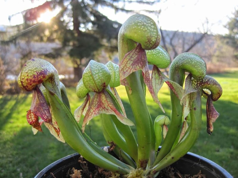 Дарлингтония калифорнийская (Darlingtonia californica)