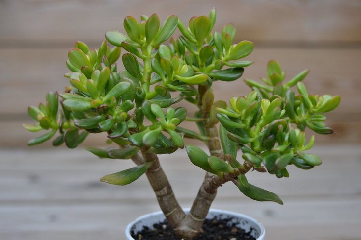 Денежное дерево (Crassula ovata)