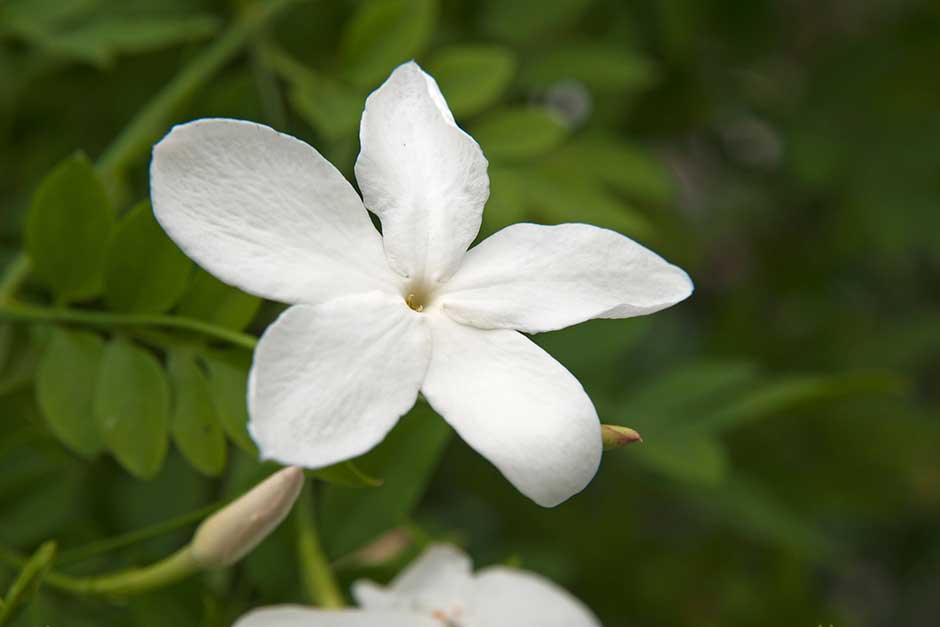 Жасмин (Jasminum)