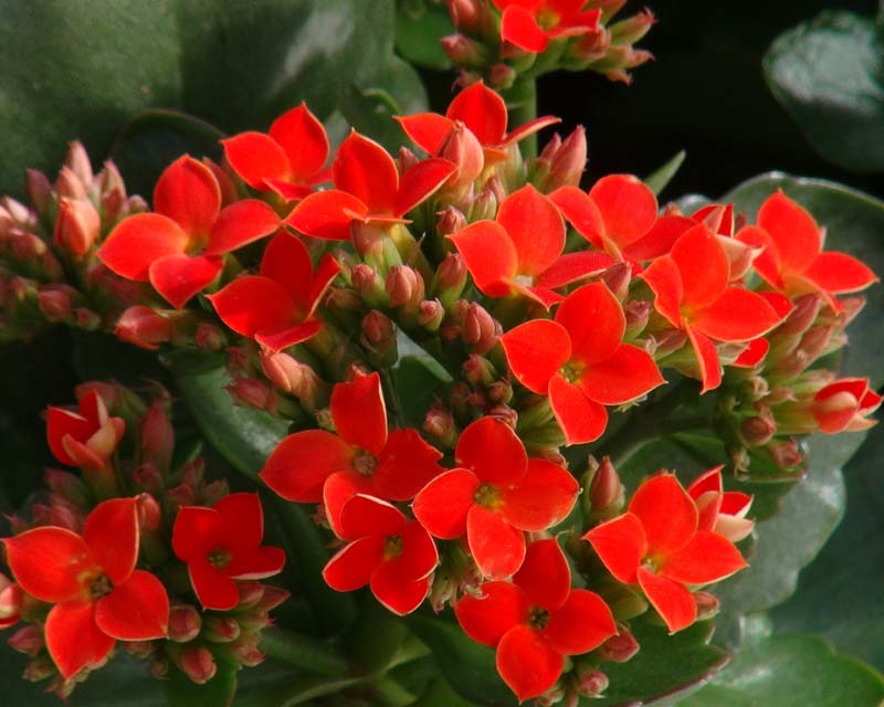 Каланхоэ Блоссфельда (Kalanchoe blossfeldiana)