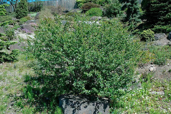 Карликовая берёза (Betula nana)