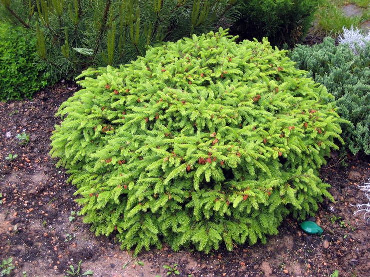 Карликовая ель (Picea abies 'Nidiformis')