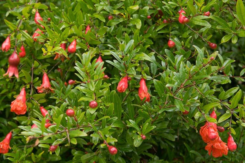Карликовый гранат (Punica granatum 'Nana')