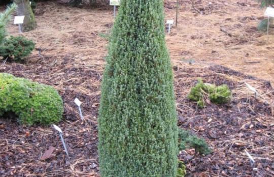 Карликовый можжевельник (Juniperus communis 'Compressa')