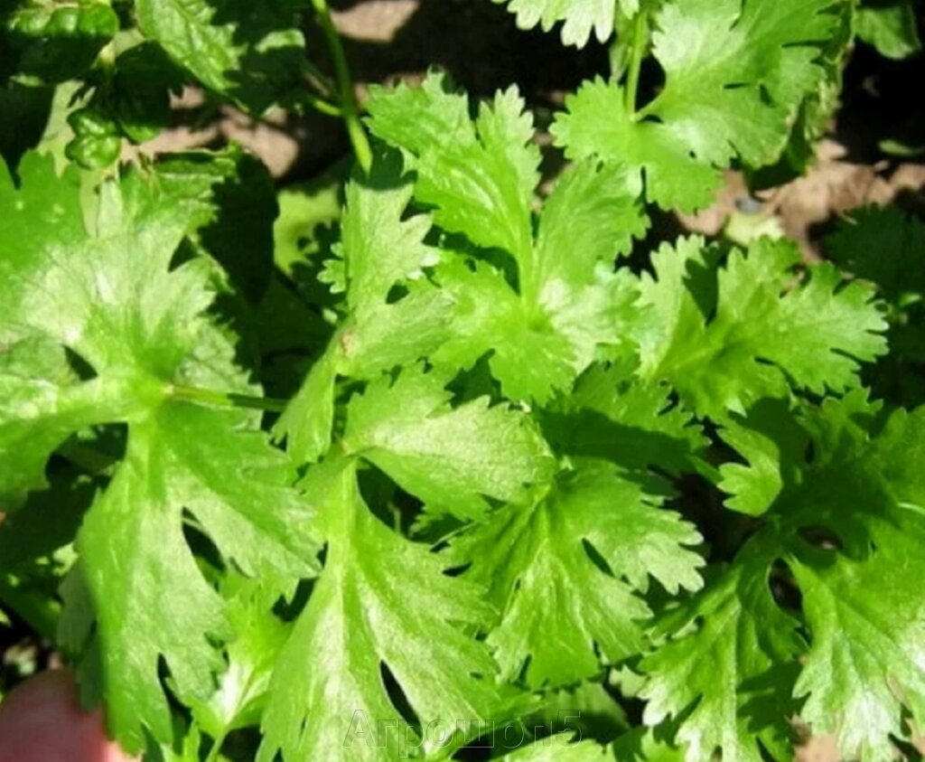 Кинза (кориандр)