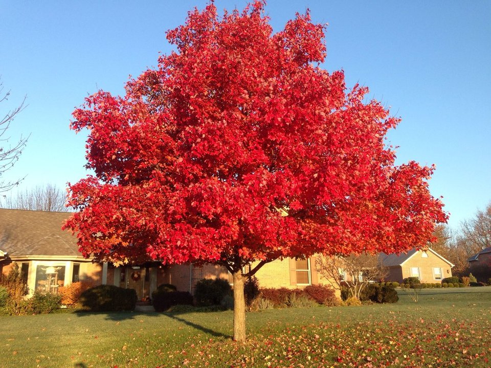 Клён красный (Acer rubrum)