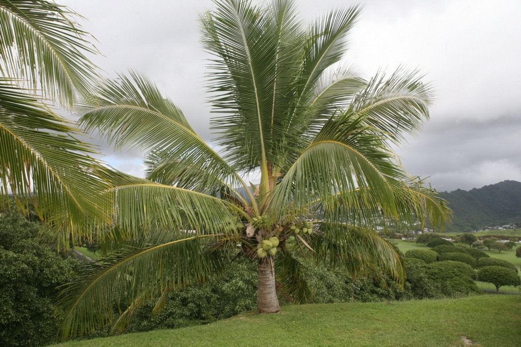 Кокосовая пальма (Cocos nucifera)