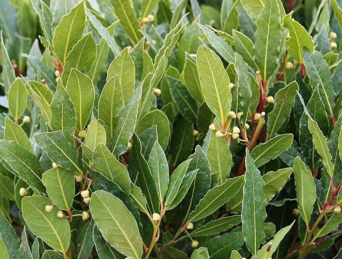 Лавр благородный (Laurus nobilis)