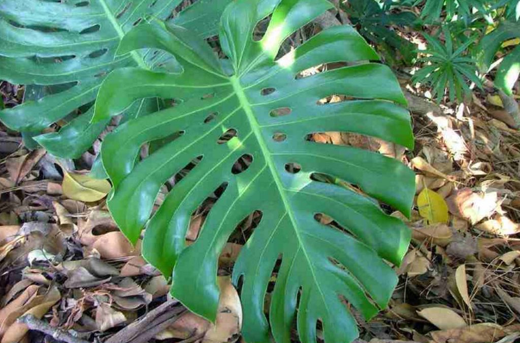 Монстера делициоза (Monstera deliciosa)