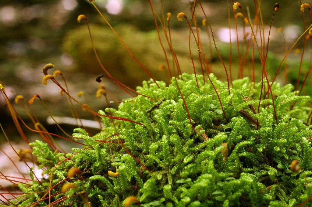 Мхи (Bryophyta)