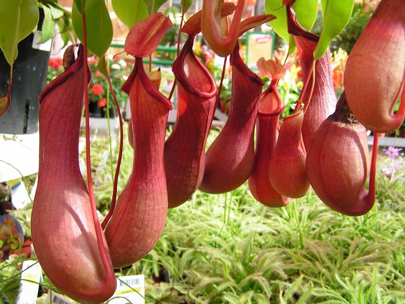 Непентес (Nepenthes)