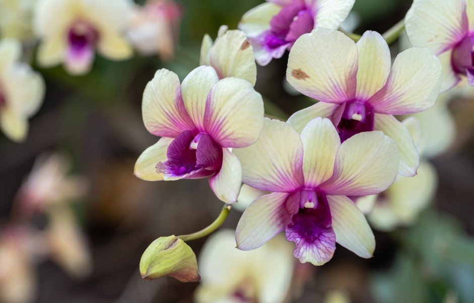 Орхидея (Orchidaceae)